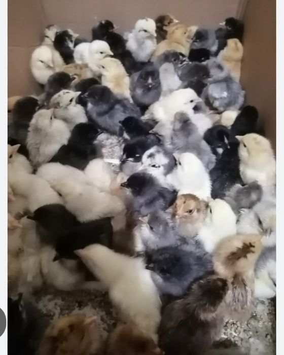 Продам разных цыплят несушки
