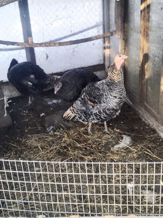 Продам индюшек...