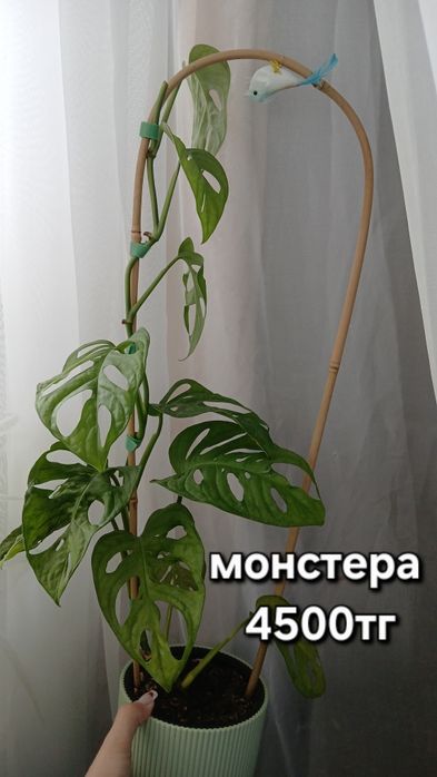 Комнатные цветы разные