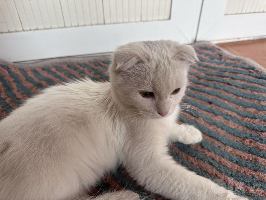 Кошка бесплатно