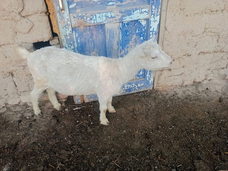 ешкі сатлады семіз