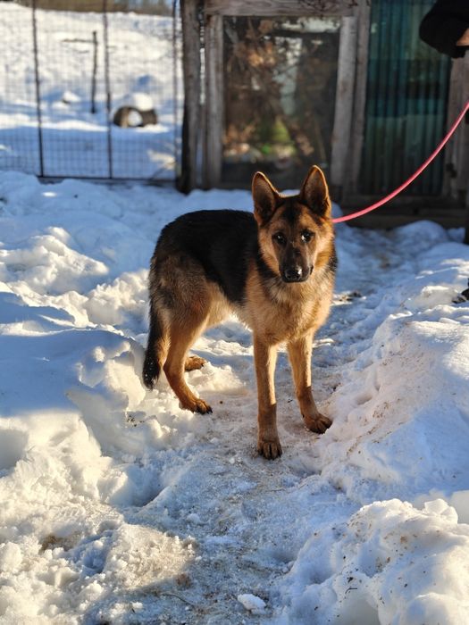 Mascul Ciobanesc german