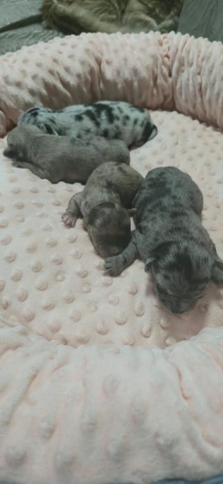 Щенков породы Чихуахуа