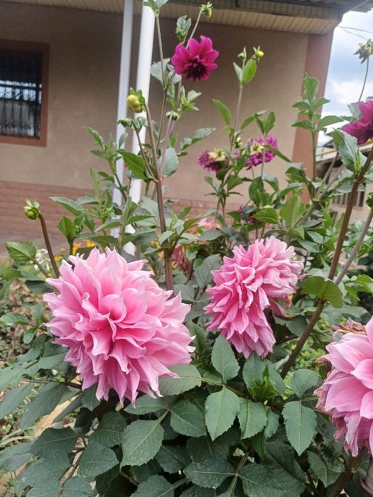 Растения, цена договорная