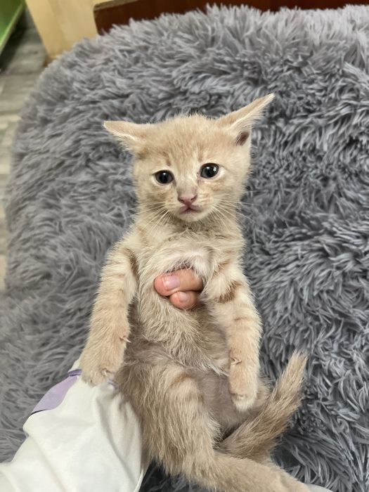 Отдам даром в добрые и заботливые руки