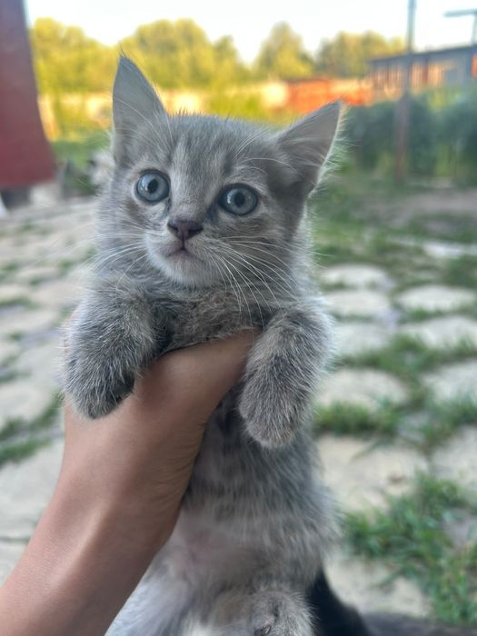 Отдам котят бесплатно