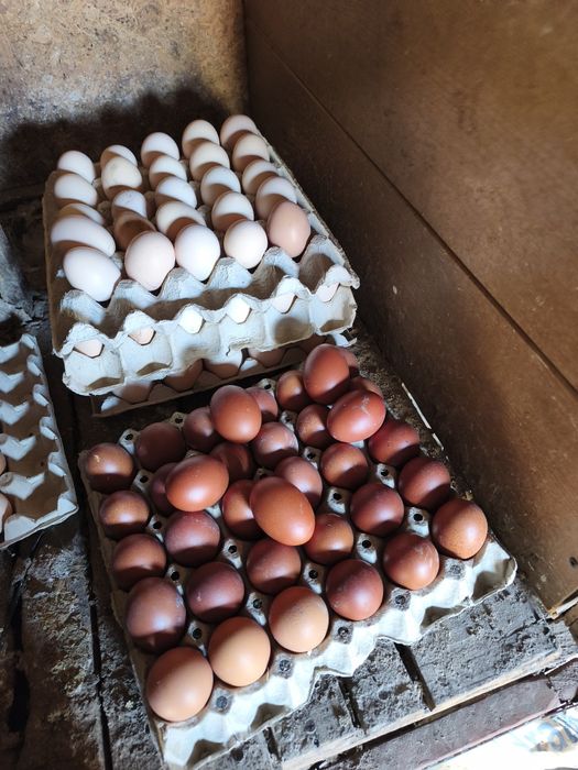 Ouă Australorp negru și albastru