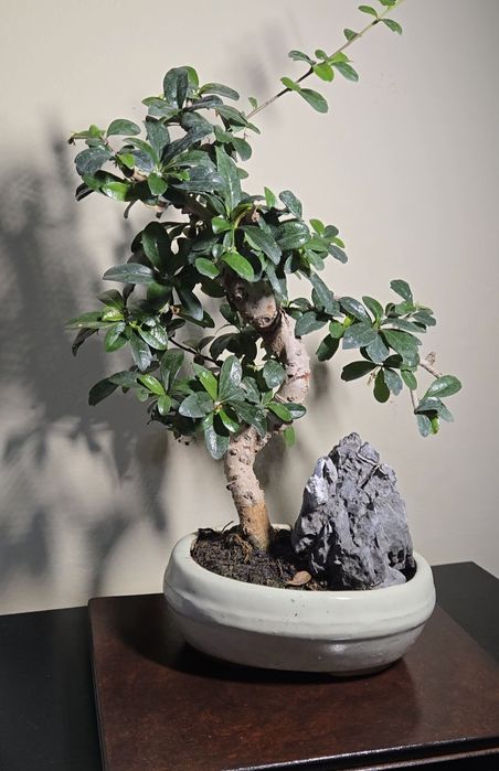 Bonsai Carmona in ghiveci ceramic.