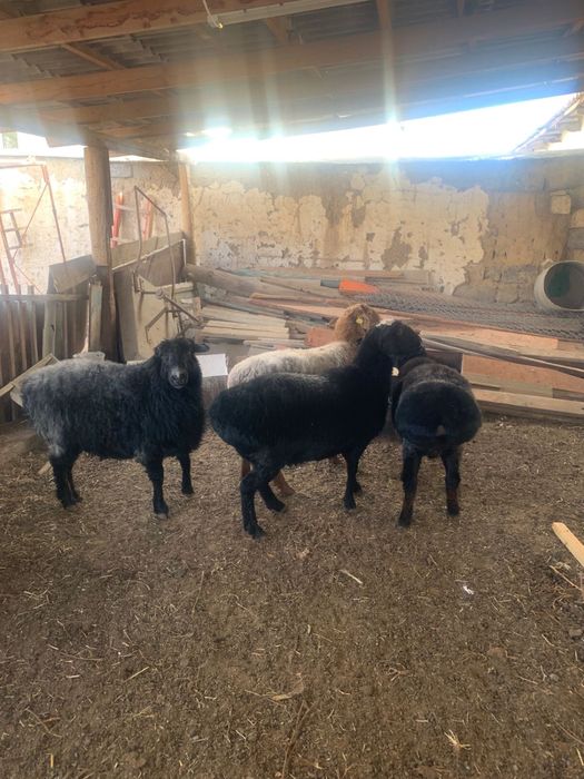 Қой сатылады Бараны