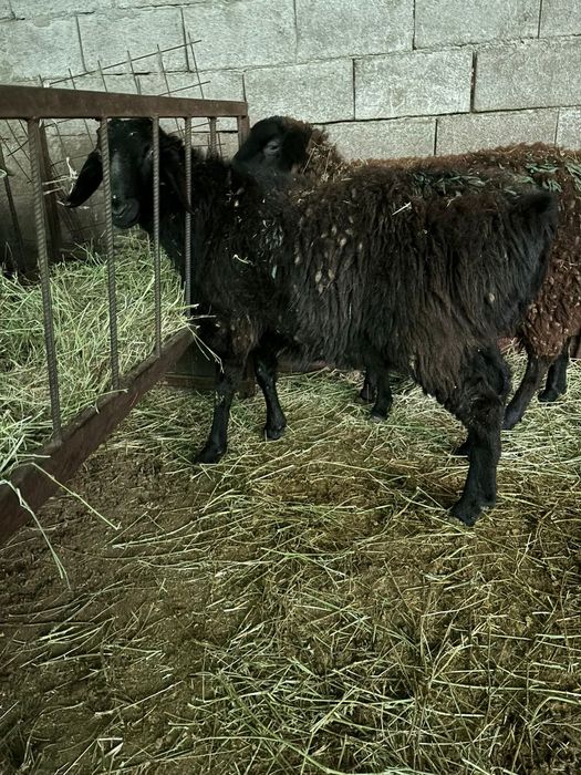 Қошқар сатамын семіз