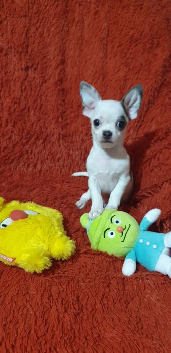 Щенок чихуахуа мальчик