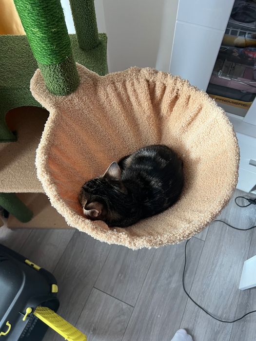 котенце търси дом