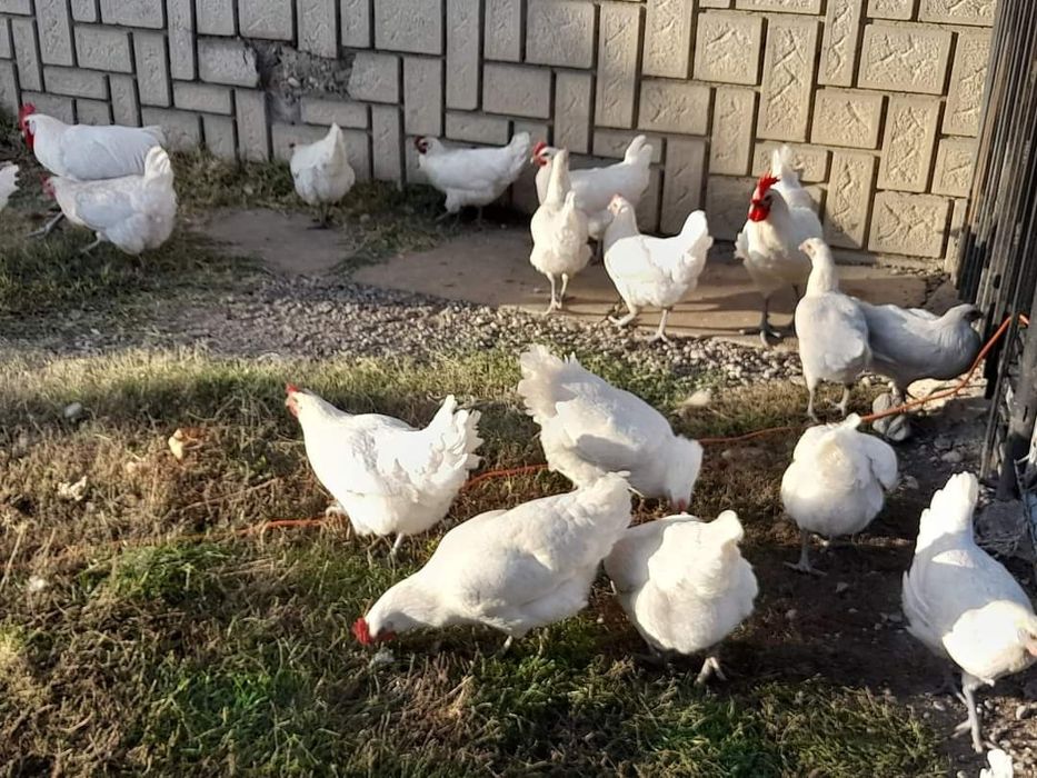 La bresse ouă pentru incubat