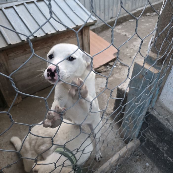 Щенок ,девочка.  4 месяца, с прививками