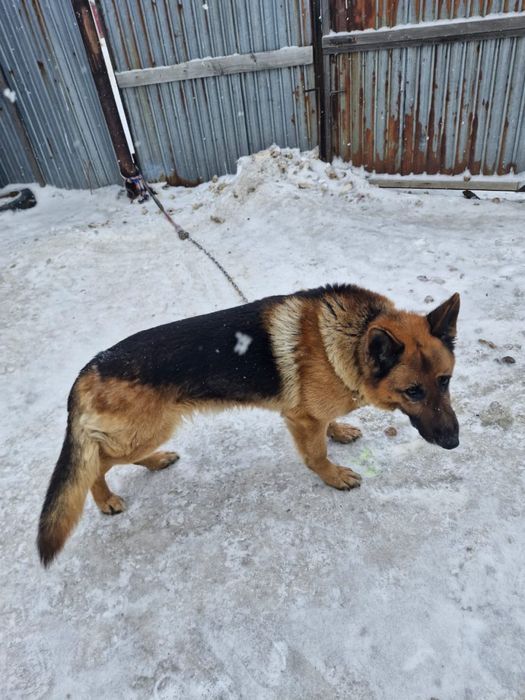 Немецкая овчарка в добрые руки!