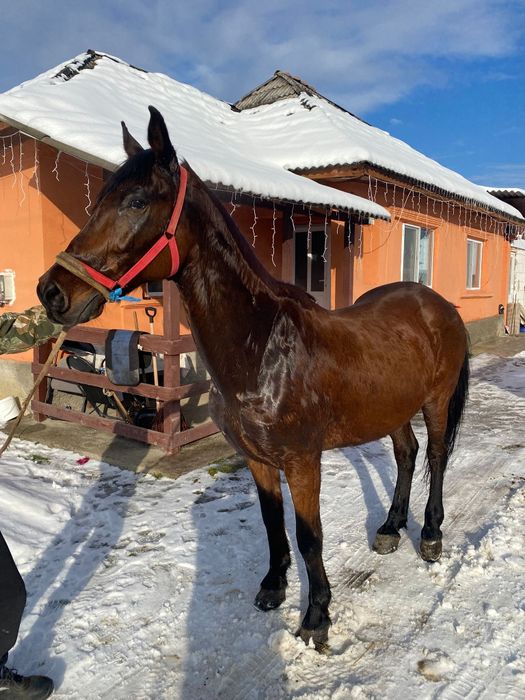 Cal castrat bun de ham