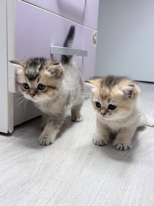 Продаются котята мальчик и девочка