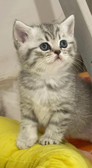 British shorthair chinchilla pedigree tip A