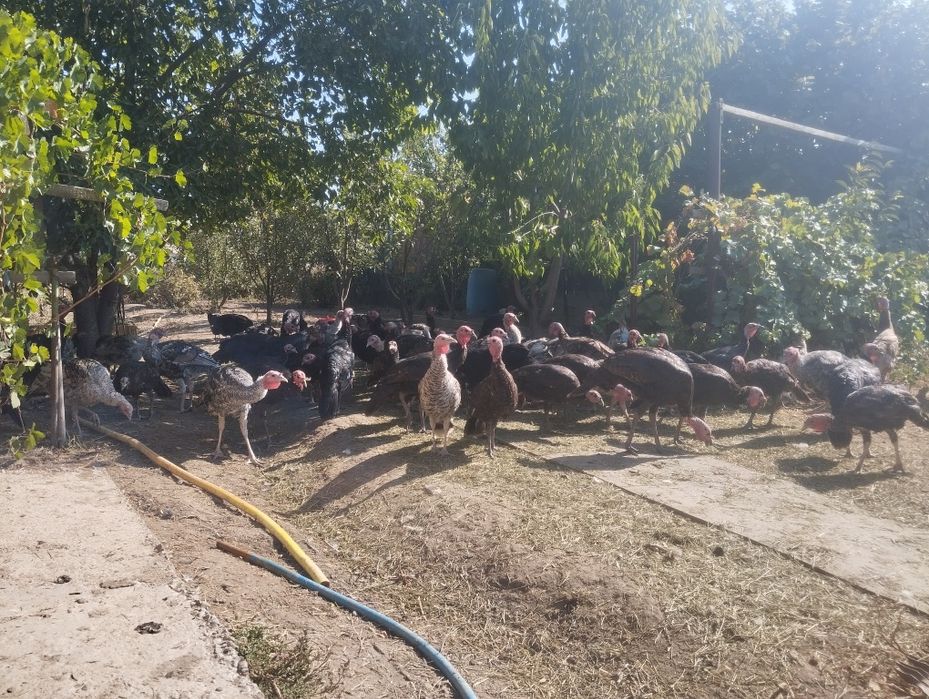 1 года  гарантии