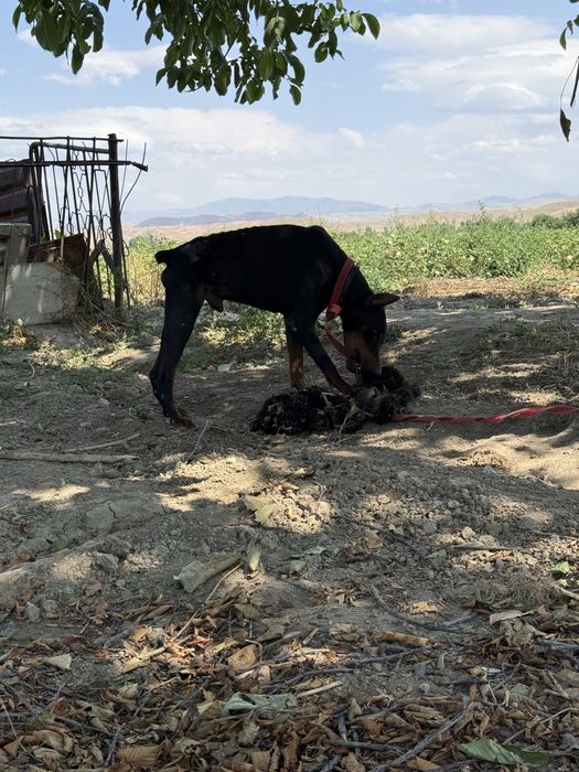 Doberman sotiladi erkak