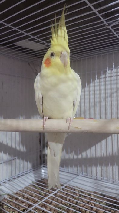 Продаётся корелла