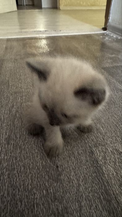 Бесплатно Британский котята