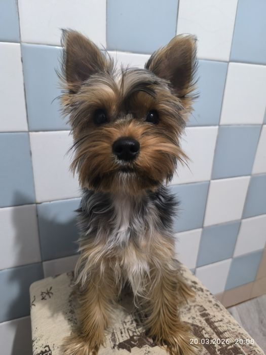 Продается йоркширский терьер