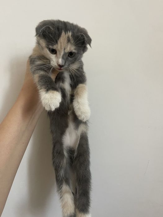 Шотландская вислоухая кошка
