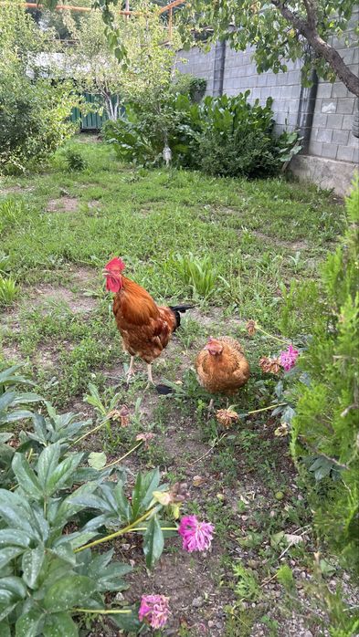 Продам кур кученских.