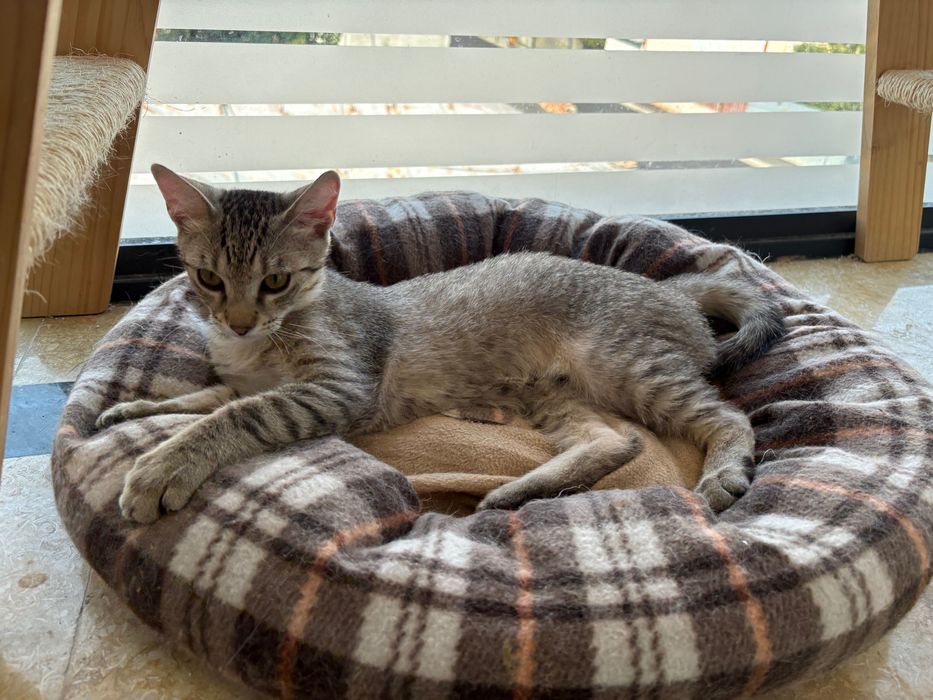Teri, motanel de 4 luni pentru adoptie