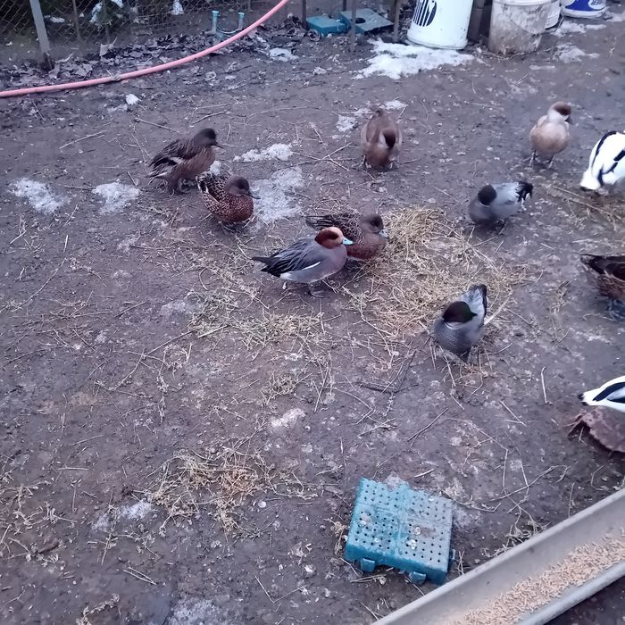 Vând păsări de apă