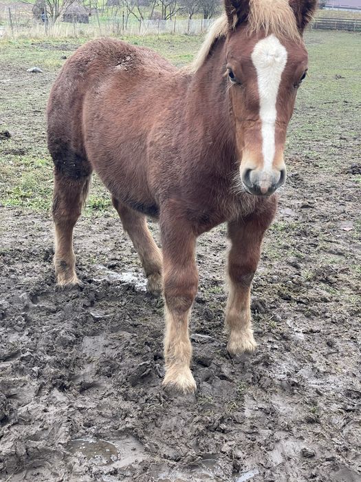 Disponibil manz de 5luni din parinti buni mai multe detalii in privat.