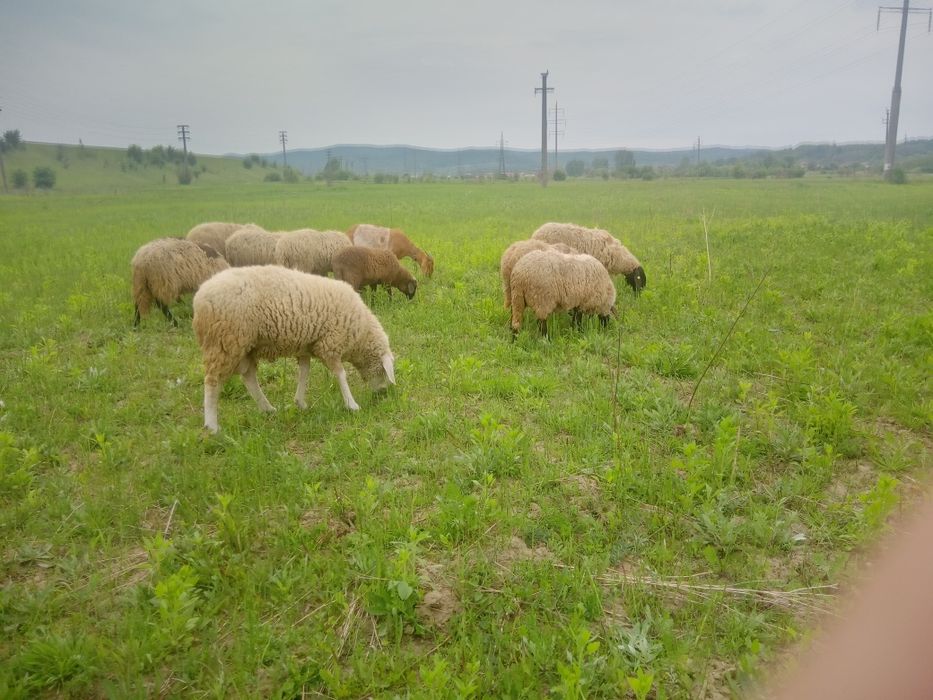 Oi carabase de vînzare tinere