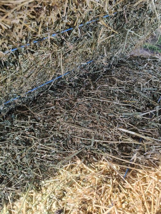 Vând baloți lucerna