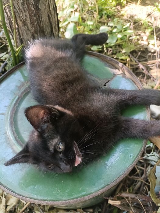 Катята в добрый руки