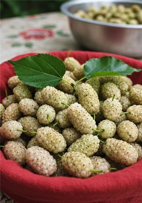 Dud alb/ negru. Mosmon zmeura mur afini diverse soiuri