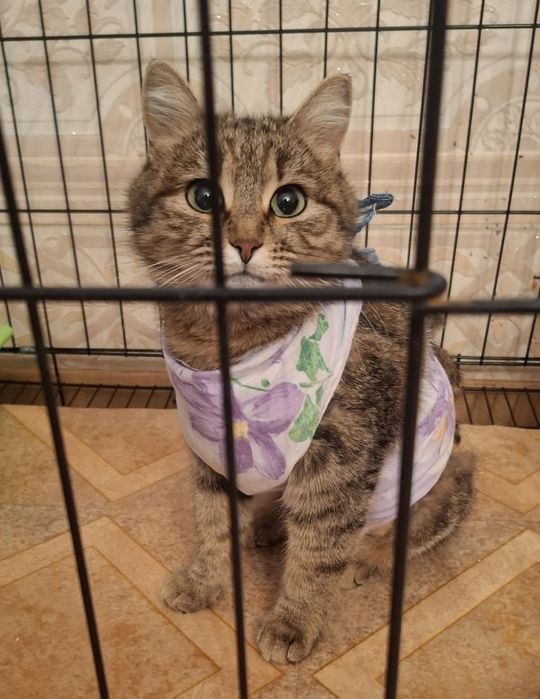 Ласковая стерилизованная кошка в добрые руки