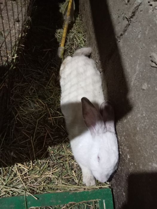 Кролик белый велекан фландр