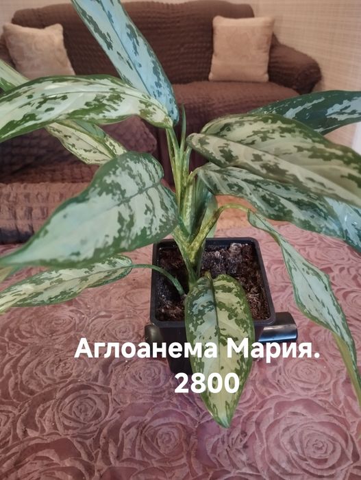 Продам комнатные растения