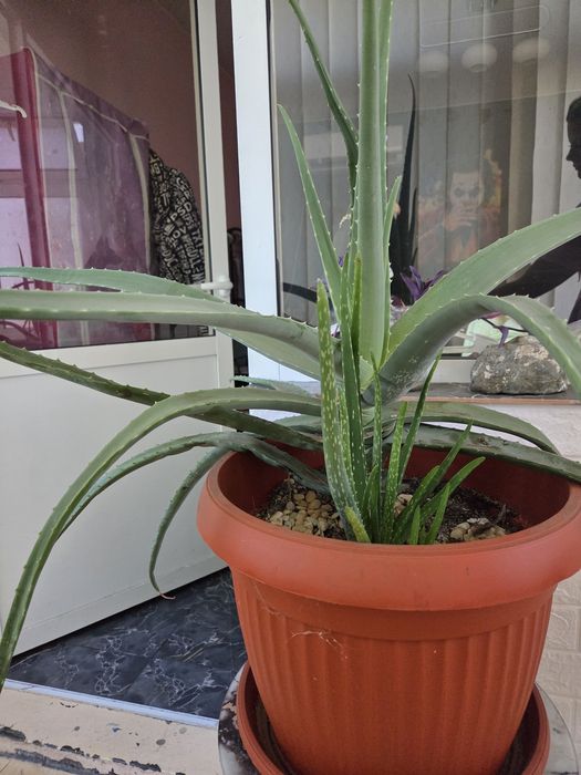 Алое вера (Aloe barbadensis Miller)