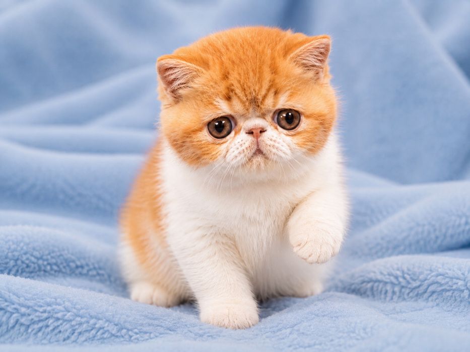Экзотический котенок