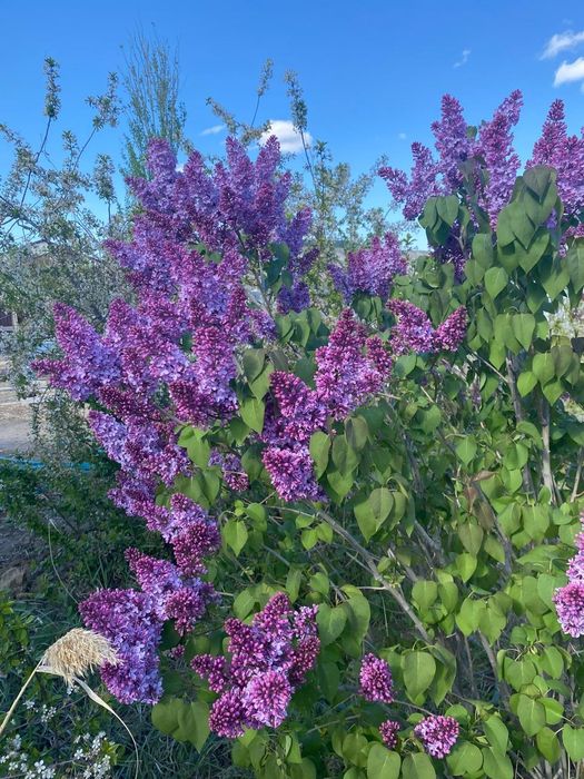 Сирень  пышная ароматная.