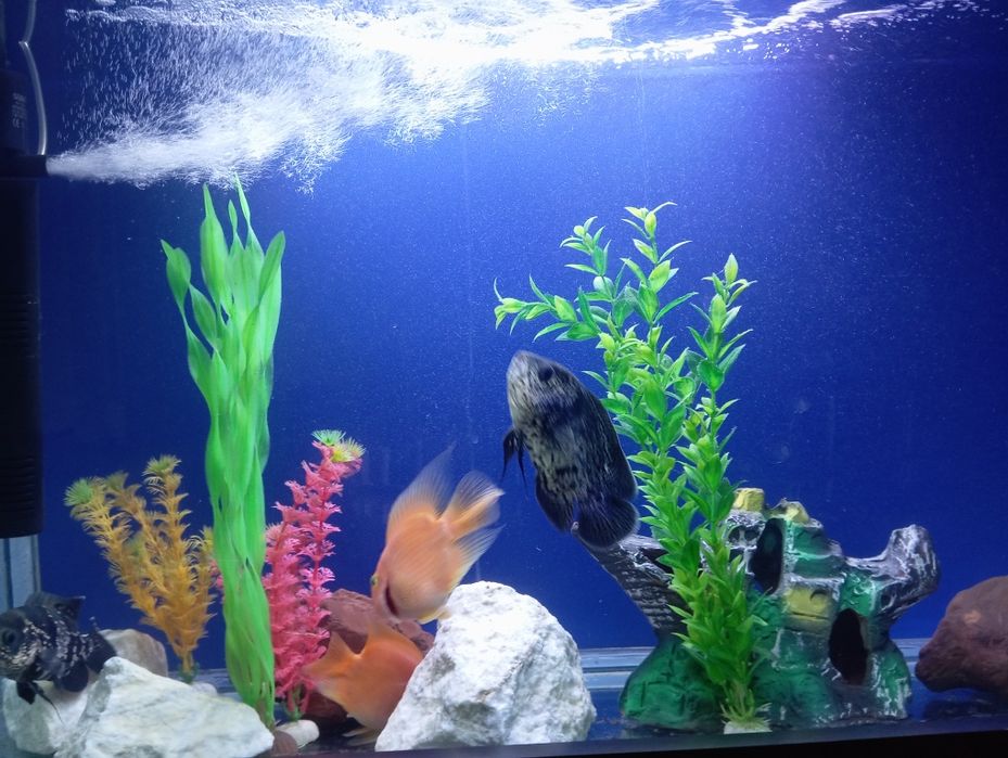 Astronotus va Papugay baliq sotiladi!