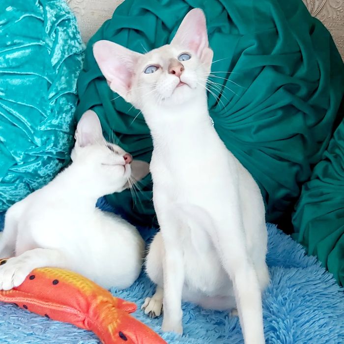 ВОСТОЧНЫЕ Короткошерстные Котята