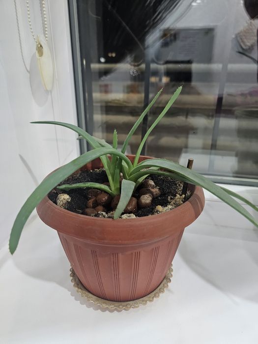 Продам цветок алоэ