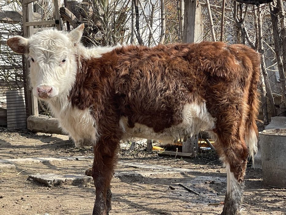 Продается 2 бычка