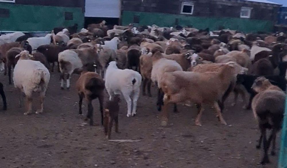 Пасу-выпас Кои баран Овец  багам.