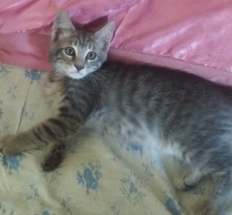 Отдам котёнка в хорошие руки