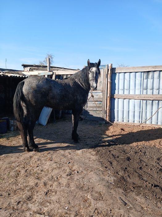 Продам жеребца 2022г.р.