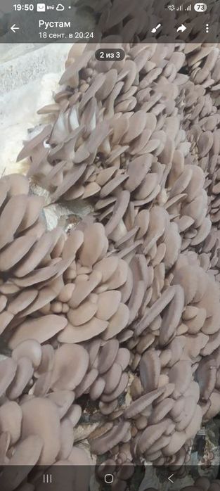 Мицелий грибов вешенка